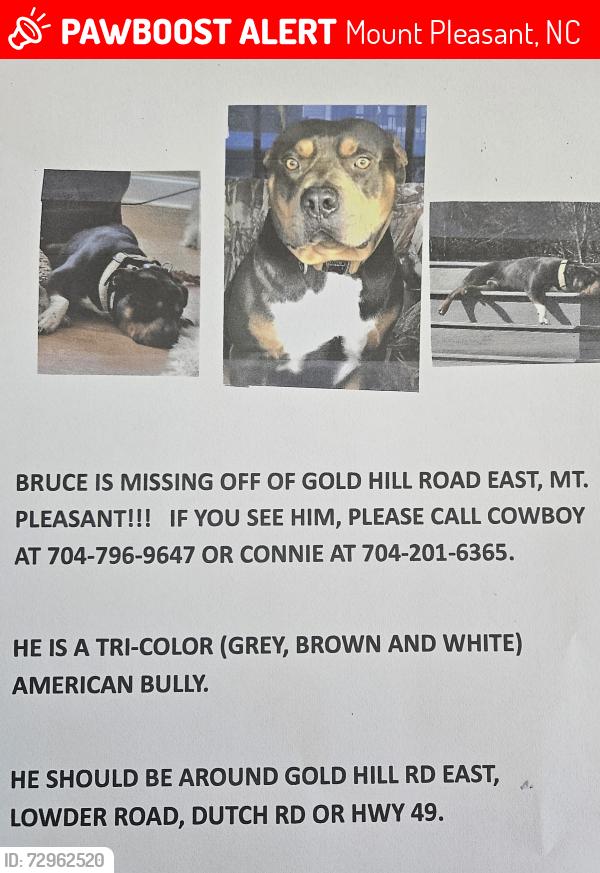 Lost Male Dog last seen Lowder road, Mount Pleasant, NC 28124