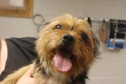 Shelter Stray Male Dog last seen Near BLOCK CLEYRA CT, Columbia, SC 29209