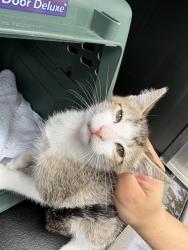 Shelter Stray Female Cat last seen SPRING CREST CT, Pearland, TX 77581
