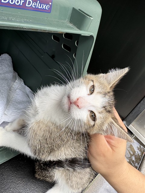 Shelter Stray Female Cat last seen SPRING CREST CT, Pearland, TX 77581