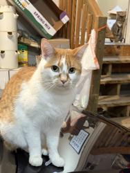 Lost Male Cat last seen Nine Mile Rd. and Haggerty , Novi, MI 48375