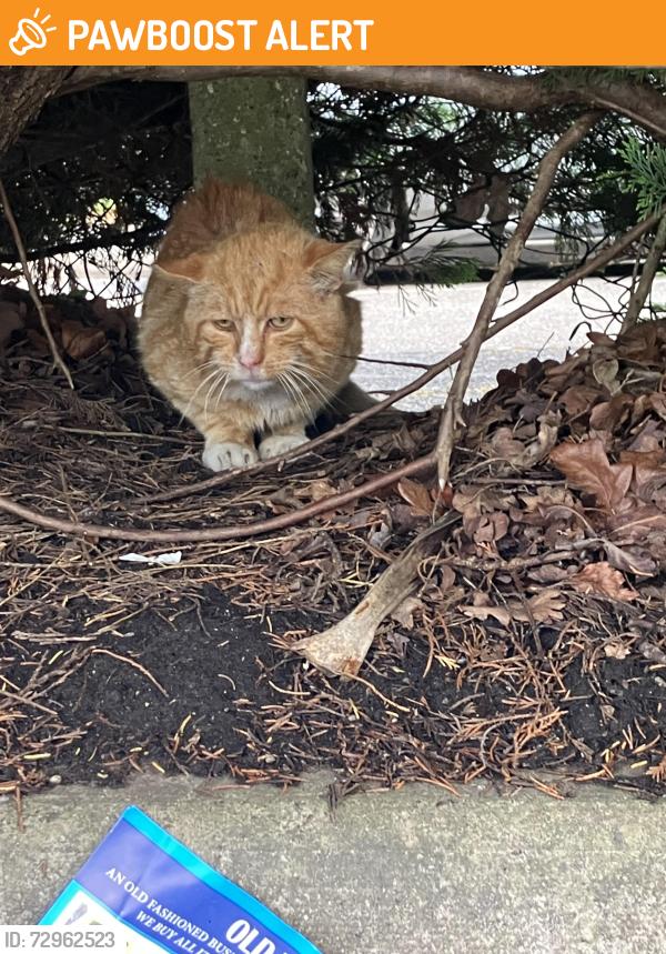 Found/Stray Unknown Cat last seen Our lady and St Dominic church, near cove green park, Hampshire, England GU14 7PT