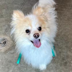 Shelter Stray Male Dog last seen DUPONT CIR & DIXIE AVE HOWEY IN THE HILLS, Deer Island, FL 32778
