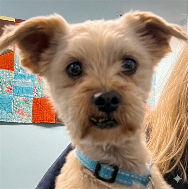 Shelter Stray Unknown Dog last seen BETTY LANE MASCOTTE, Deer Island, FL 32778