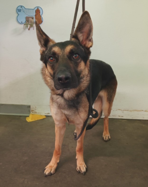 Shelter Stray Male Dog last seen , Los Angeles, CA 90047