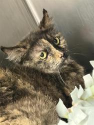 Shelter Stray Female Cat last seen Near BLOCK 63RD SW, Albuquerque, NM 87121