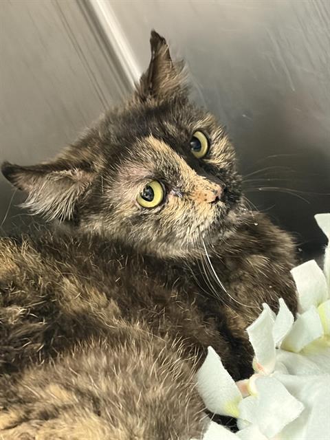 Shelter Stray Female Cat last seen Near BLOCK 63RD SW, Albuquerque, NM 87121