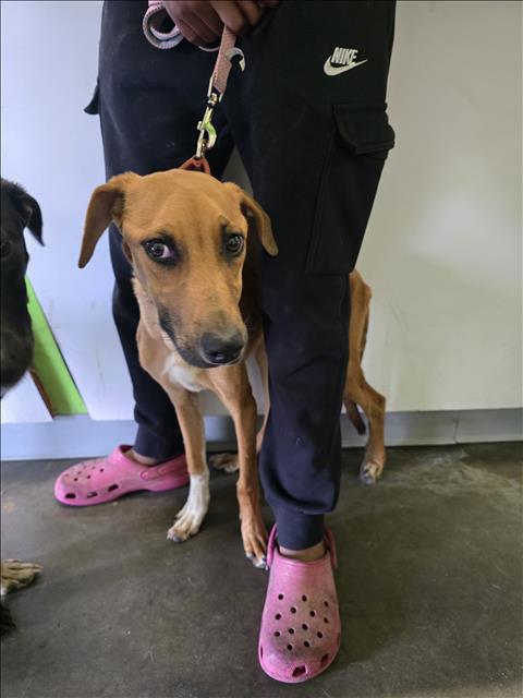 Shelter Stray Female Dog last seen , Los Angeles, CA 90047