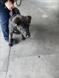 Shelter Stray Male Dog last seen , Los Angeles, CA 90047