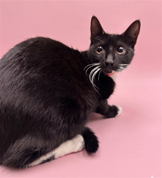 Shelter Stray Female Cat last seen , Los Angeles, CA 90047