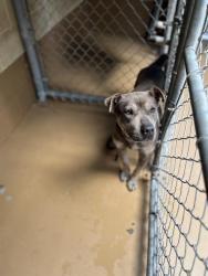 Shelter Stray Female Dog last seen CVACF PARKING LOT, Chula Vista, CA 91911