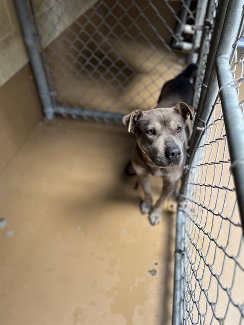 Shelter Stray Female Dog last seen CVACF PARKING LOT, Chula Vista, CA 91911