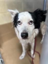 Shelter Stray Male Dog last seen E 1ST/ PALM AVE, Chula Vista, CA 91911