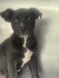 Shelter Stray Female Dog last seen Near BLOCK 8TH ST, San Bernardino, CA 92401