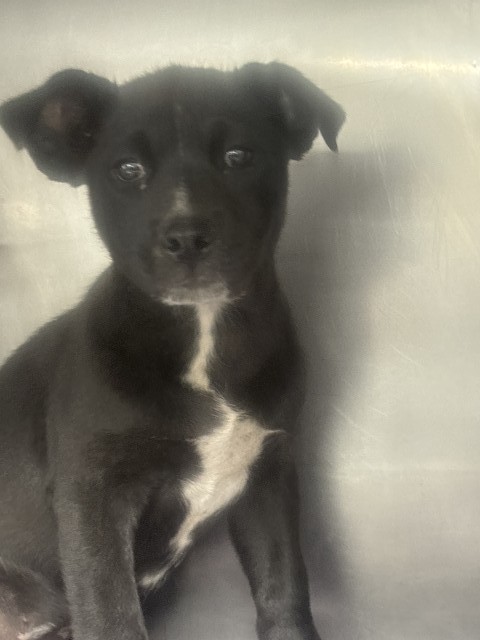Shelter Stray Female Dog last seen Near BLOCK 8TH ST, San Bernardino, CA 92401