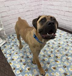 Shelter Stray Male Dog last seen Near BLOCK SCOTTEN ST, DETROIT MI 48209, Detroit, MI 48211
