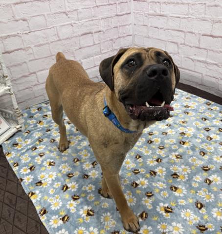 Shelter Stray Male Dog last seen Near BLOCK SCOTTEN ST, DETROIT MI 48209, Detroit, MI 48211
