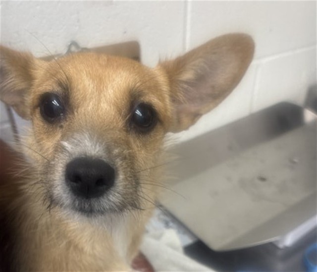 Shelter Stray Female Dog last seen E 40TH ST & N WATERMAN AVE, SAN BERNARDINO, CA, 92404, San Bernardino, CA 92401