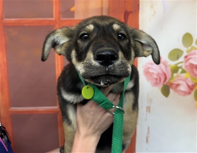 Shelter Stray Male Dog last seen S VALLEY VIEW AVE X E SANTA FE ST, San Bernardino, CA 92401