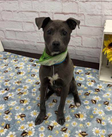 Shelter Stray Male Dog last seen Near BLOCK GOULBURN ST, DETROIT MI 48205, Detroit, MI 48211