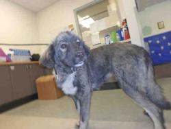 Shelter Stray Female Dog last seen , Los Angeles, CA 91405