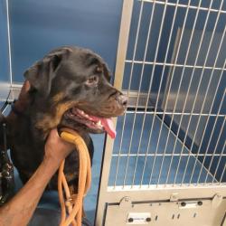 Shelter Stray Female Dog last seen Near BLOCK AUBURN ST, DETROIT, MI 48223, Detroit, MI 48211