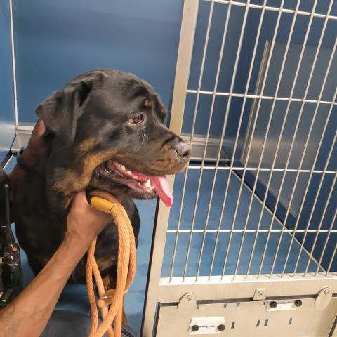 Shelter Stray Female Dog last seen Near BLOCK AUBURN ST, DETROIT, MI 48223, Detroit, MI 48211