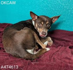 Shelter Stray Male Dog last seen Near BLOCK SE 18TH ST, Oklahoma City, OK 73129