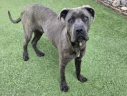 Shelter Stray Male Dog last seen , Los Angeles, CA 91405