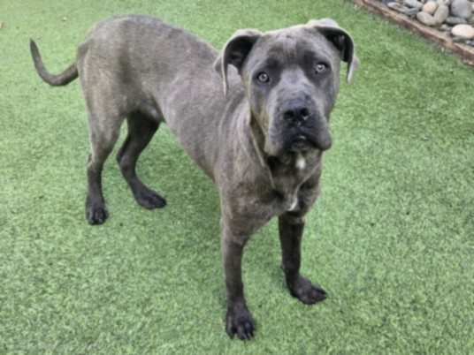 Shelter Stray Male Dog last seen , Los Angeles, CA 91405