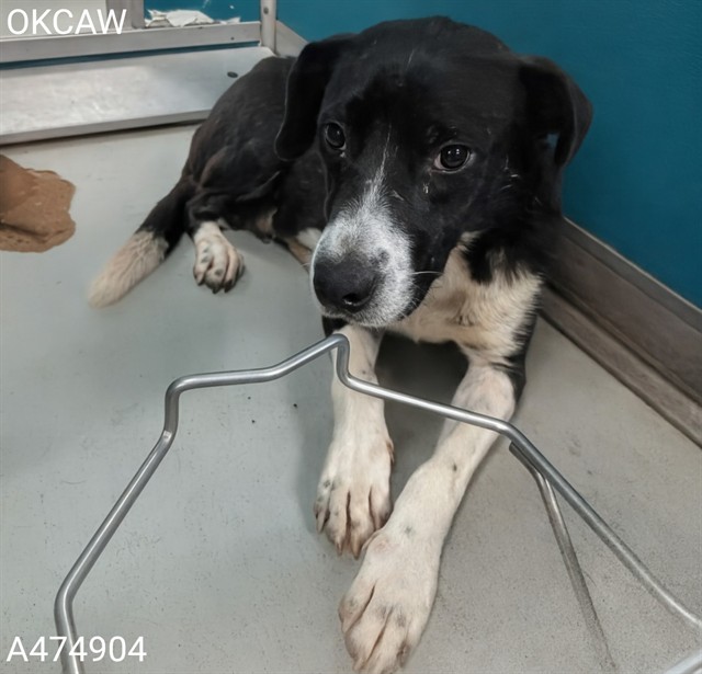 Shelter Stray Female Dog last seen Near BLOCK LENOX AVE, SPENCER OK 73084, Oklahoma City, OK 73129