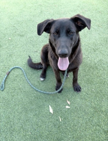 Shelter Stray Female Dog last seen , Los Angeles, CA 91405