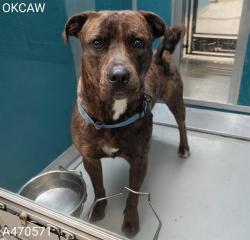 Shelter Stray Male Dog last seen FOUND AT DISTRICT HOTEL 2200 NW 40TH ST OKC, Oklahoma City, OK 73129