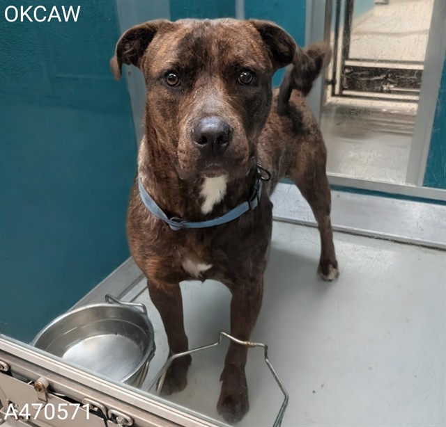 Shelter Stray Male Dog last seen FOUND AT DISTRICT HOTEL 2200 NW 40TH ST OKC, Oklahoma City, OK 73129