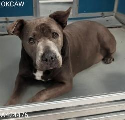 Shelter Stray Female Dog last seen Near BLOCK S KLEIN AVE, OKLAHOMA CITY OK 73139, Oklahoma City, OK 73129