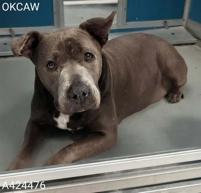 Shelter Stray Female Dog last seen Near BLOCK S KLEIN AVE, OKLAHOMA CITY OK 73139, Oklahoma City, OK 73129