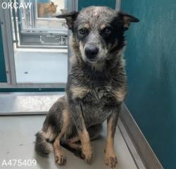 Shelter Stray Female Dog last seen Near BLOCK SE 29TH, Oklahoma City, OK 73129