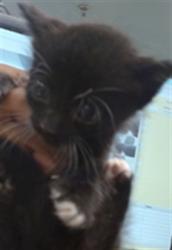 Shelter Stray Unknown Cat last seen , Oklahoma City, OK 73129