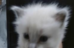 Shelter Stray Unknown Cat last seen , Oklahoma City, OK 73129
