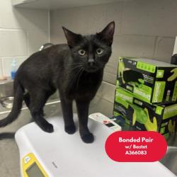 Shelter Stray Male Cat last seen Near , Indianapolis, IN 46221