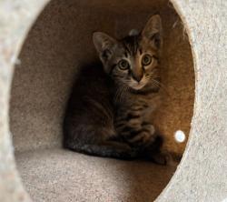 Shelter Stray Male Cat last seen Near BLK 22ND ST, Santa Monica, CA 90404