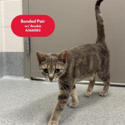 Shelter Stray Female Cat last seen Near , Indianapolis, IN 46221