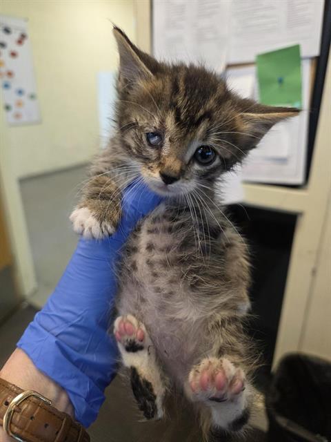 Shelter Stray Male Cat last seen Near BLOCK S 2140, Salt Lake City, UT 84120