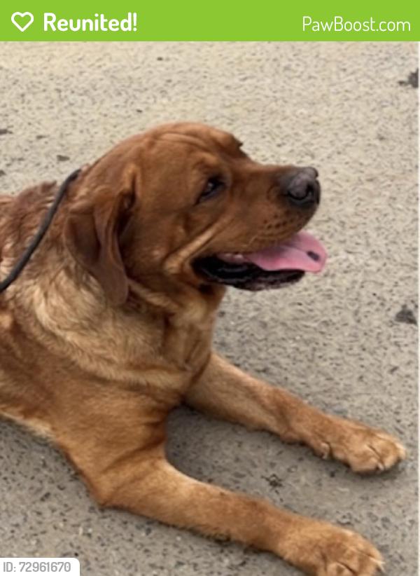 Reunited Male Dog last seen Near El Monte road, lakeside, Lakeside, CA 92040