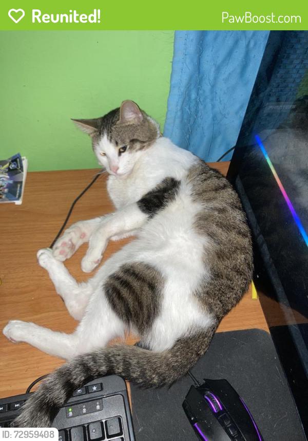 Reunited Male Cat last seen Outlook Dr, Citrus Heights, CA 95621, USA, Citrus Heights, CA 95621