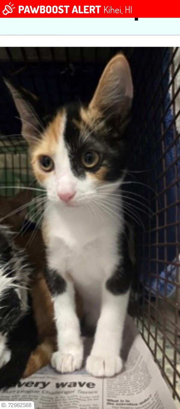 Lost Female Cat last seen S Kihei Rd, Kihei, HI 96753