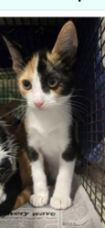 Lost Female Cat last seen S Kihei Rd, Kihei, HI 96753