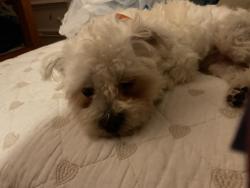 Lost Male Dog last seen Amherst Street, Stuart, FL 34997