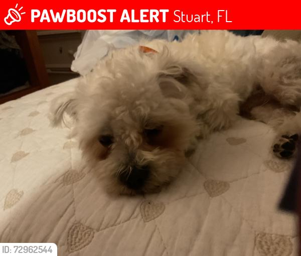 Lost Male Dog last seen Amherst Street, Stuart, FL 34997