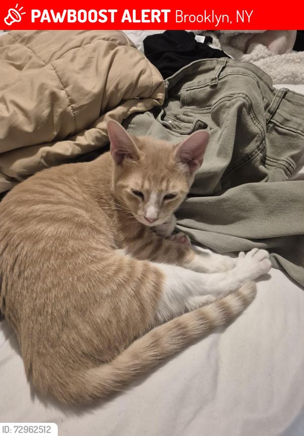 Lost Male Cat last seen Ryder street between Avenues T and U, Brooklyn, NY 11234